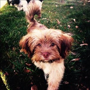 Meet your Posher, Perla